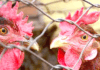 وارانسی میں گوشت کی دکانوں پر مکمل پابندی سے تاجروں میں ناراضگی ہندو صارفین کو بھی مشکلات کا سامنا